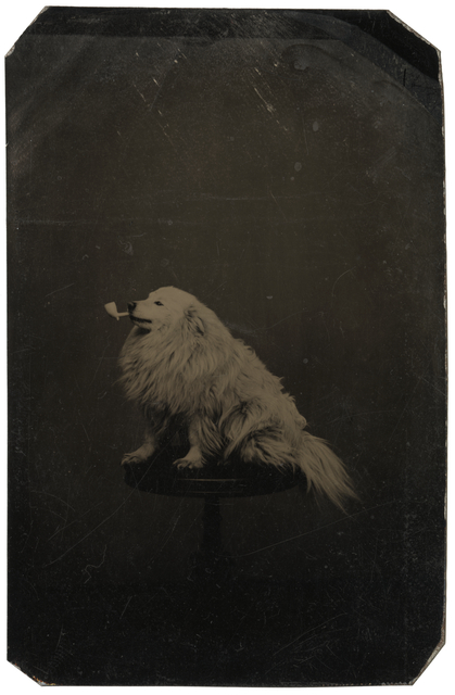 Dog with Pipe in Mouth